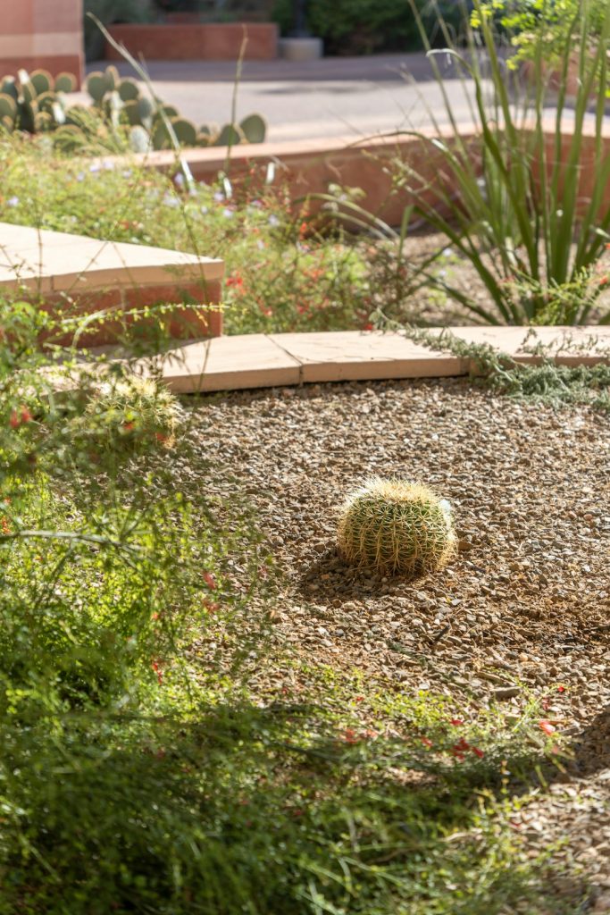 portfolio-02 a-round-cactus-in-a-gravel-bed-with-desert-plants-ipz-70umggs